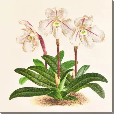 Картина Cypripedium microchilum (1885-1906)