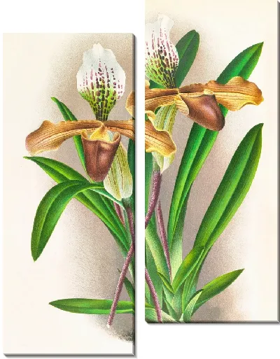 Картина Cypripedium nitens (1885-1906)