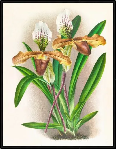 Картина Cypripedium nitens (1885-1906)