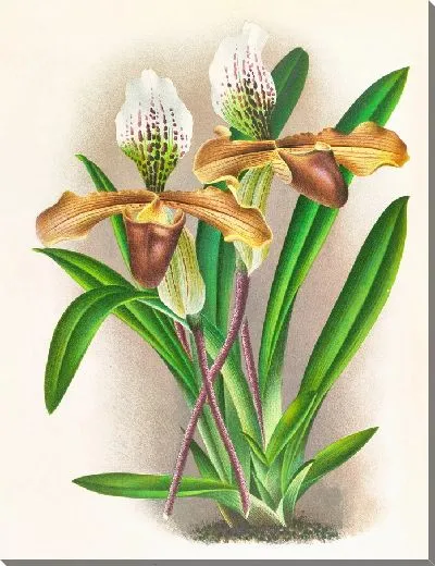 Картина Cypripedium nitens (1885-1906)