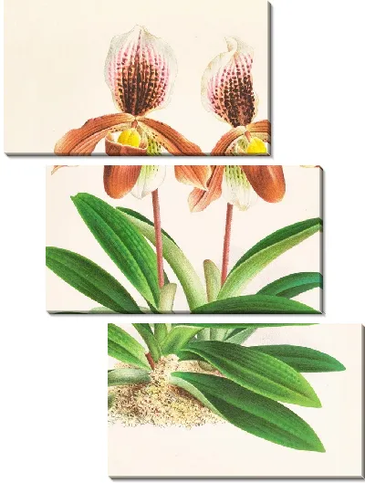 Картина Cypripedium oenantum superbum (1885-1906)