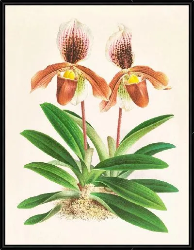 Картина Cypripedium oenantum superbum (1885-1906)