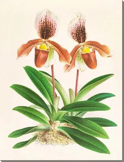 Картина Cypripedium oenantum superbum (1885-1906)