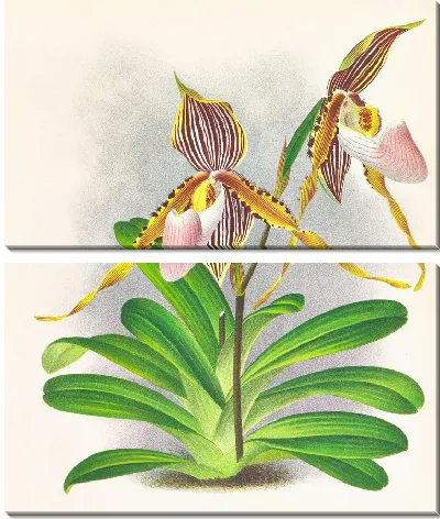 Картина Cypripedium praestans var kimballianum (1885-1906)