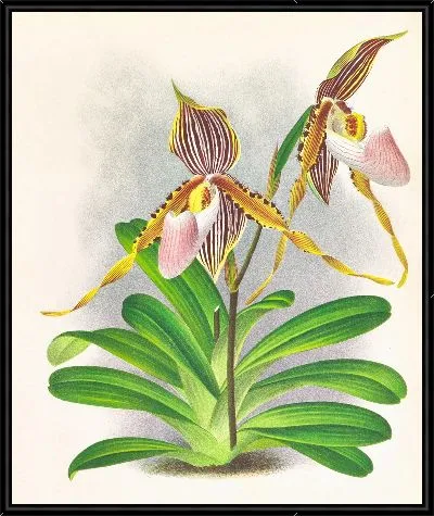 Картина Cypripedium praestans var kimballianum (1885-1906)