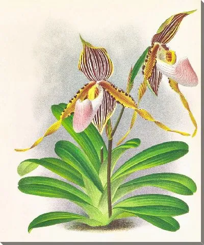 Картина Cypripedium praestans var kimballianum (1885-1906)