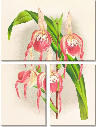 Картина Cypripedium schroderae var splendens (1885-1906)