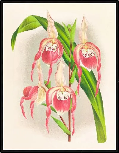 Картина Cypripedium schroderae var splendens (1885-1906)