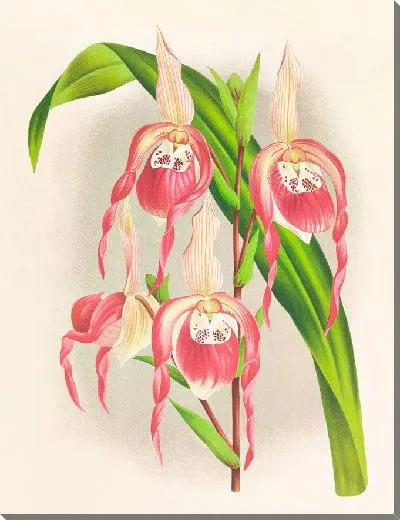 Картина Cypripedium schroderae var splendens (1885-1906)