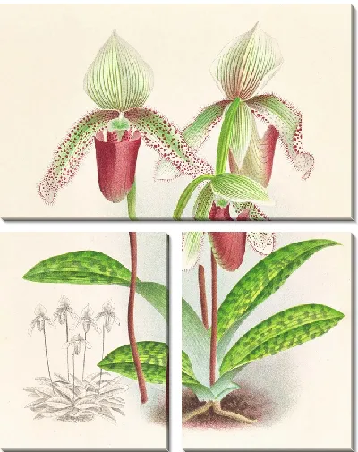 Картина Cypripedium superbiens (1885-1906)