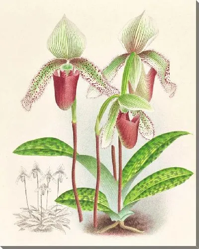 Картина Cypripedium superbiens (1885-1906)