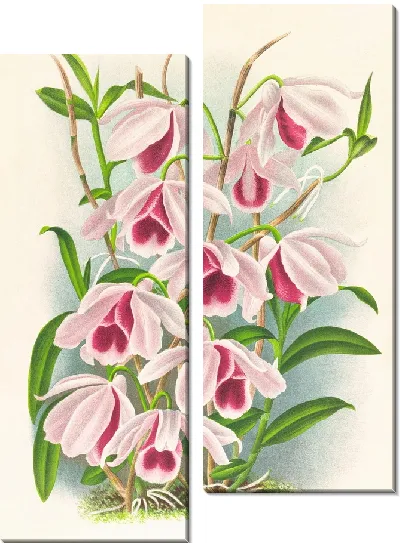 Картина Dendrobium superbum var anosmum (1885-1906)