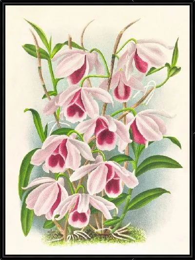 Картина Dendrobium superbum var anosmum (1885-1906)