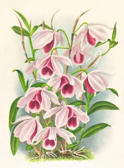 Картина Dendrobium superbum var anosmum (1885-1906)
