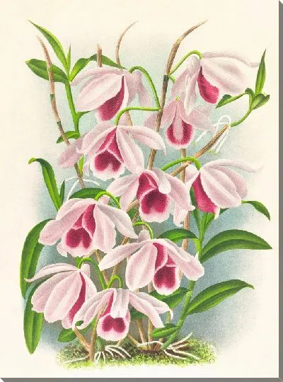 Картина Dendrobium superbum var anosmum (1885-1906)