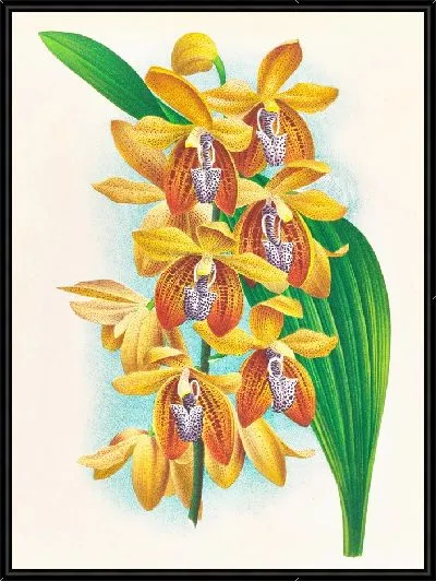 Картина Houlletia brocklehurstiana (1885-1906)