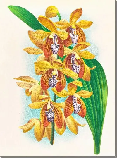 Картина Houlletia brocklehurstiana (1885-1906)