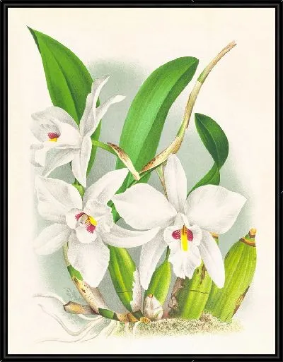 Картина Лилия древнегиянская (1885-1906)