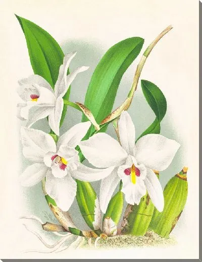 Картина Лилия древнегиянская (1885-1906)