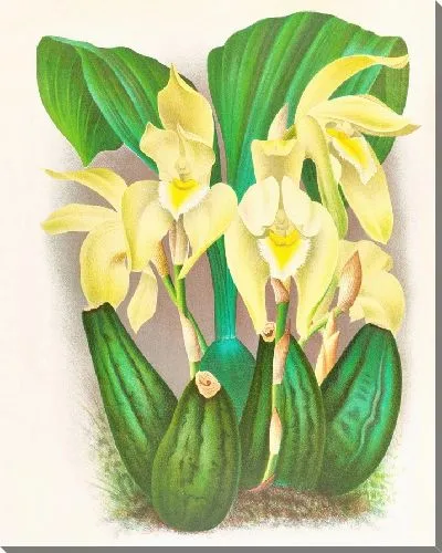 Картина Ликасте костата (1885-1906)