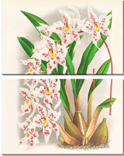 Картина Odontoglossum alexandrae из рода кутземианум (1885-1906)