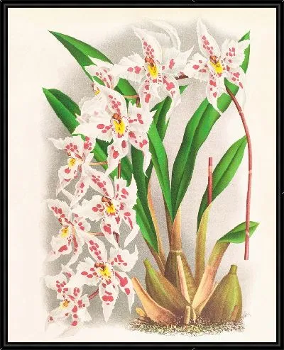 Картина Odontoglossum alexandrae из рода кутземианум (1885-1906)