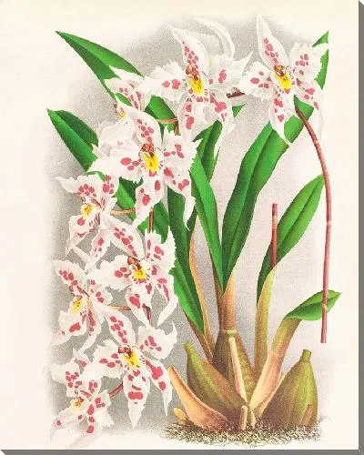 Картина Odontoglossum alexandrae из рода кутземианум (1885-1906)