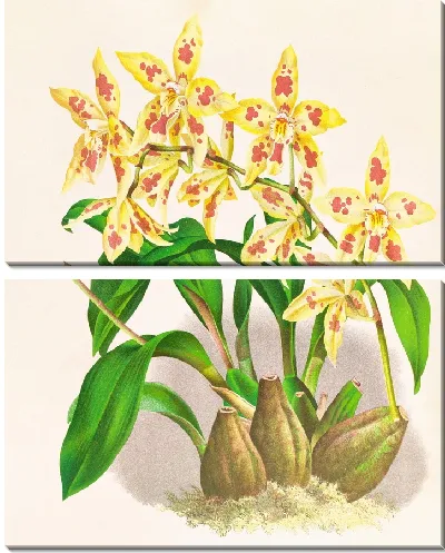 Картина Крупноцветковый одонтоглоссум коррадини (1885-1906)