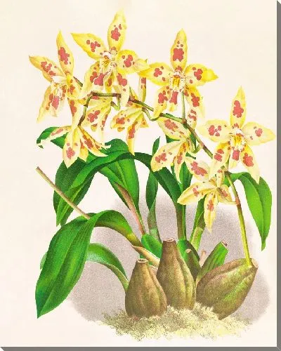 Картина Крупноцветковый одонтоглоссум коррадини (1885-1906)