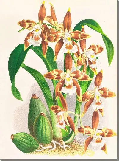 Картина Одонтоглоссум желто-фиолетовый (1885-1906)