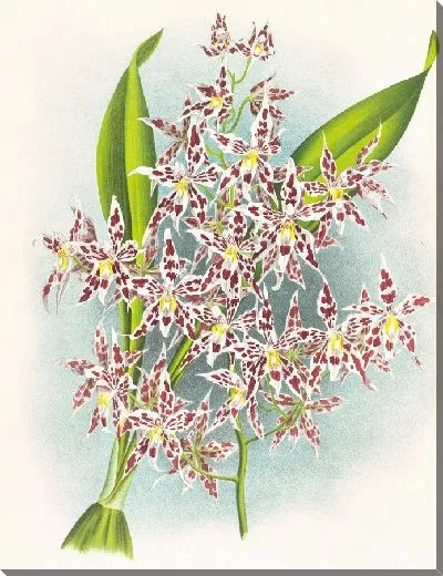 Картина Одонтоглоссум душистый (1885-1906)