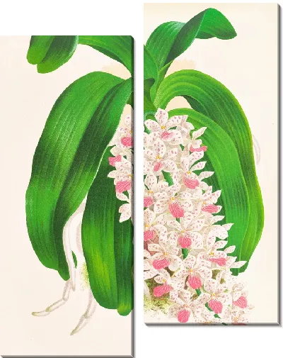 Картина Гигантский сакколабиум (1885-1906)