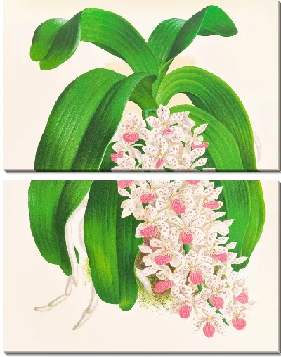 Картина Гигантский сакколабиум (1885-1906)