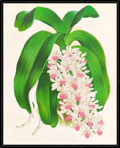 Картина Гигантский сакколабиум (1885-1906)