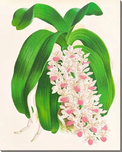 Картина Гигантский сакколабиум (1885-1906)