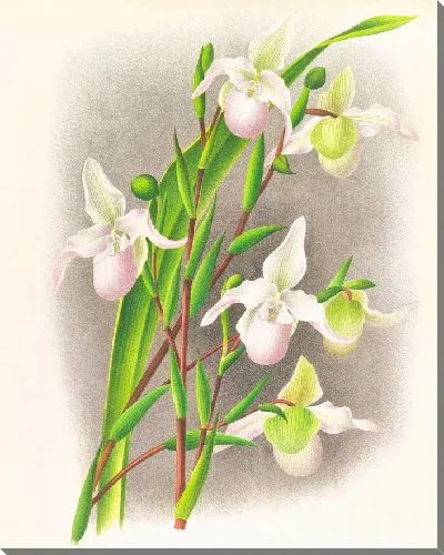 Картина Селенипедиум сидени кандидум (1885-1906)