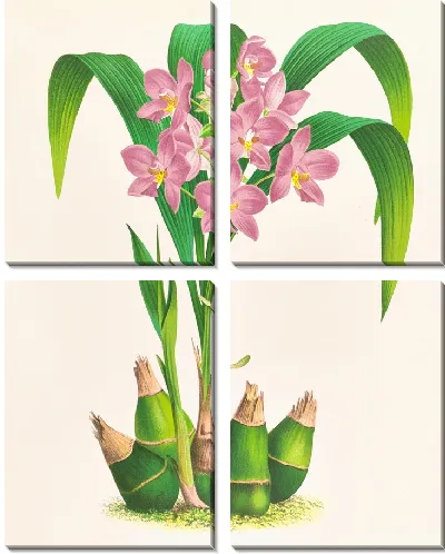 Картина Сложенные спатоглотки (1885-1906)