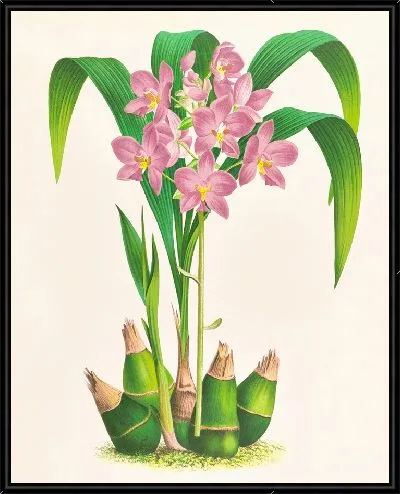Картина Сложенные спатоглотки (1885-1906)