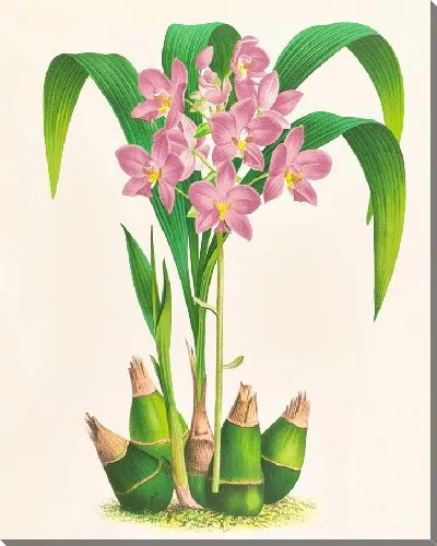 Картина Сложенные спатоглотки (1885-1906)