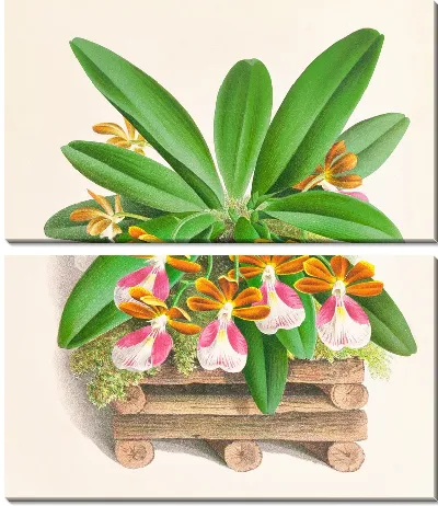 Картина Трехцветник бело-фиолетовый (1885-1906)