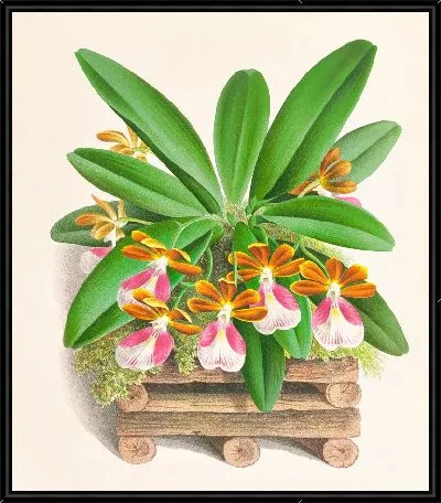 Трехцветник бело-фиолетовый (1885-1906)