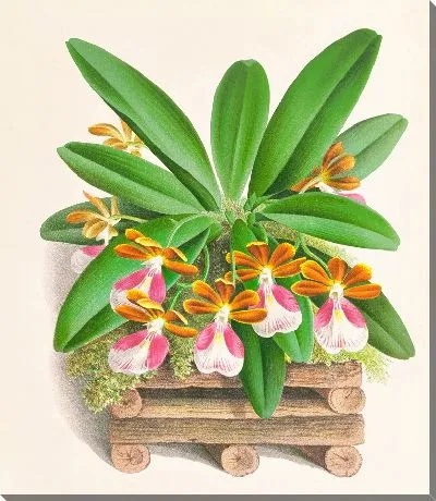 Картина Трехцветник бело-фиолетовый (1885-1906)