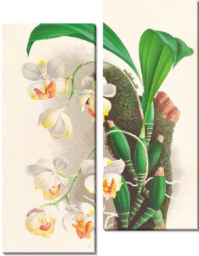 Картина Аганизия трехцветная (1885-1906)