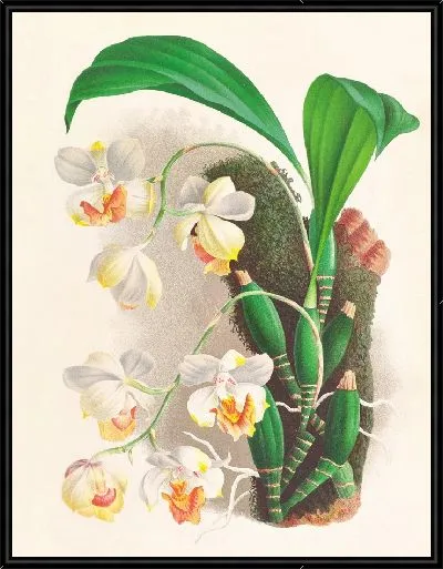 Картина Аганизия трехцветная (1885-1906)