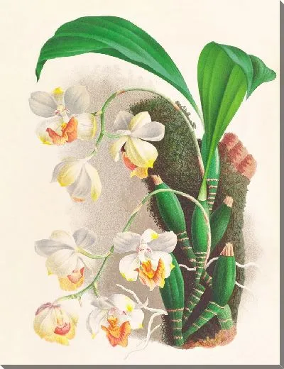 Картина Аганизия трехцветная (1885-1906)