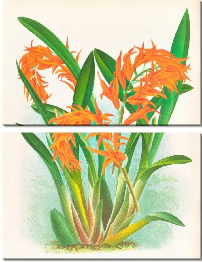 Картина Ада Аурантиака (1885-1906)