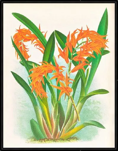 Картина Ада Аурантиака (1885-1906)