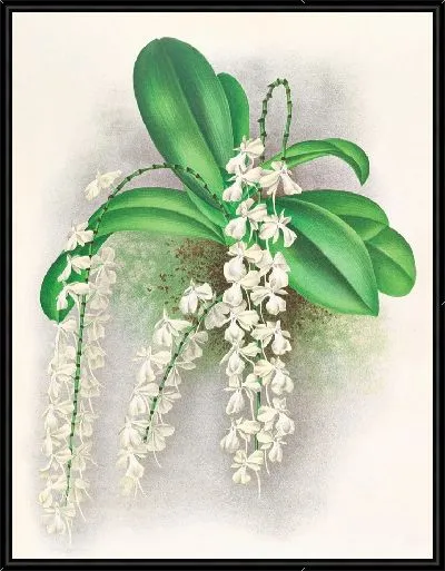 Картина Ангрекум цитратум (1885-1906)