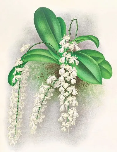 Картина Ангрекум цитратум (1885-1906)
