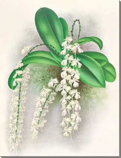 Картина Ангрекум цитратум (1885-1906)